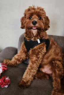 Cavapoo Puppy for Sale - Meet Milo