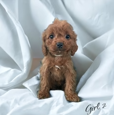 This Cavapoo Is Now In Her New Home In Missouri!