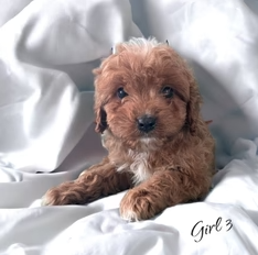 Cavapoo Girl In Her New Home In Michigan!