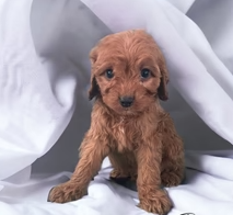 Cavapoo In His New Home In Colorado!