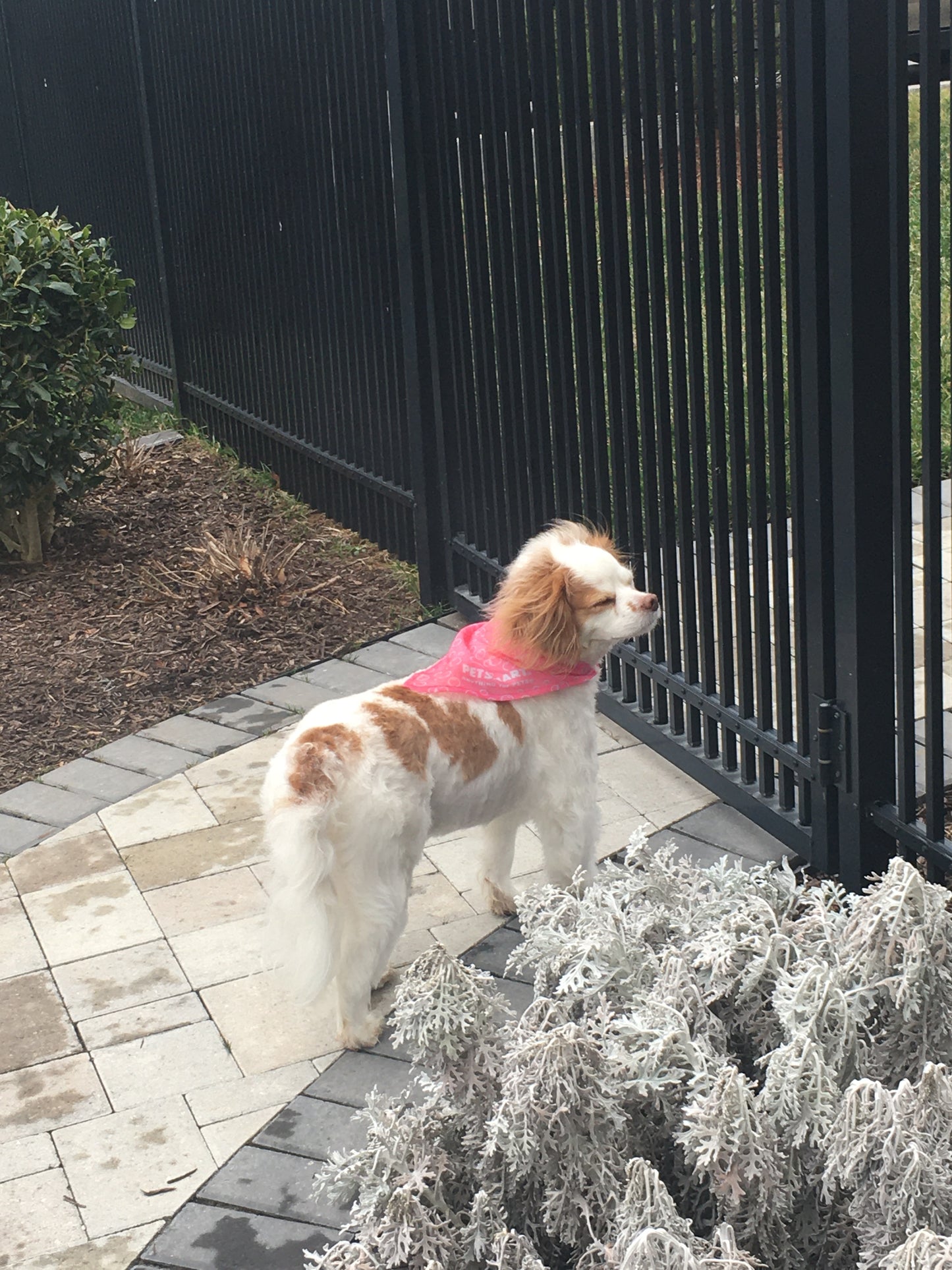 Brooklyn (Cavapoo)