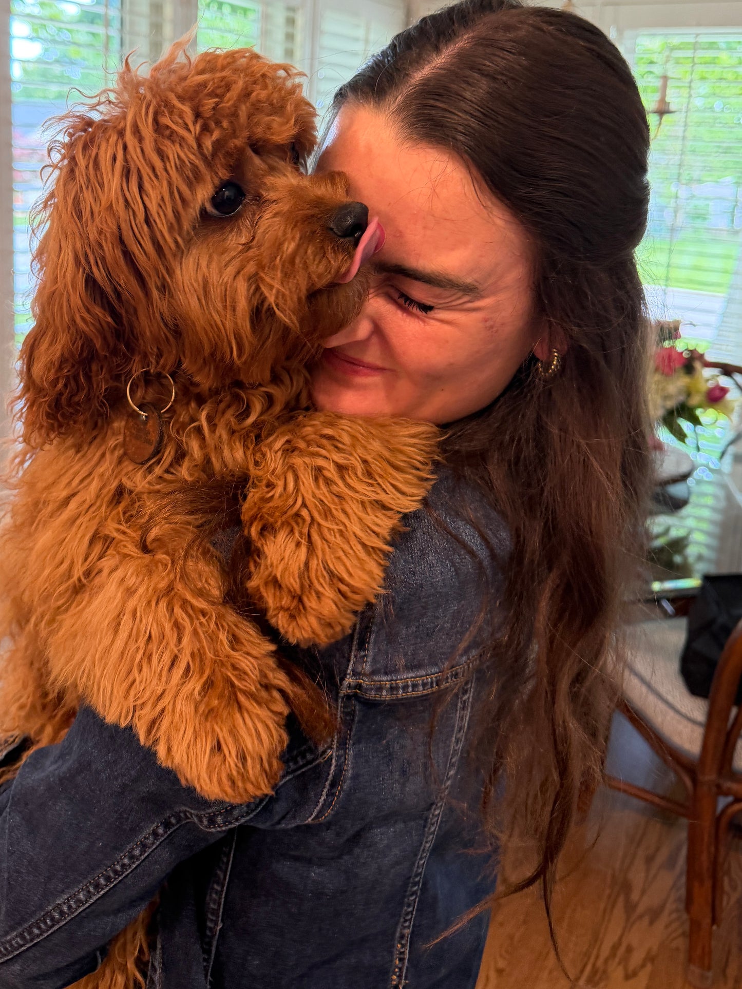 Gertie (Cavapoo)