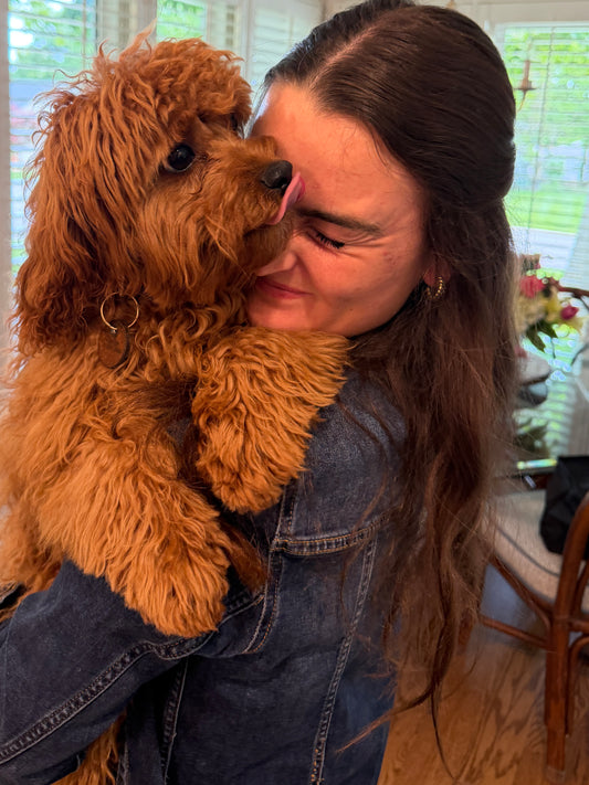 Gertie (Cavapoo)