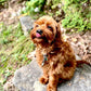 red grown cavapoo puppy dog