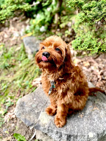 red grown cavapoo puppy dog