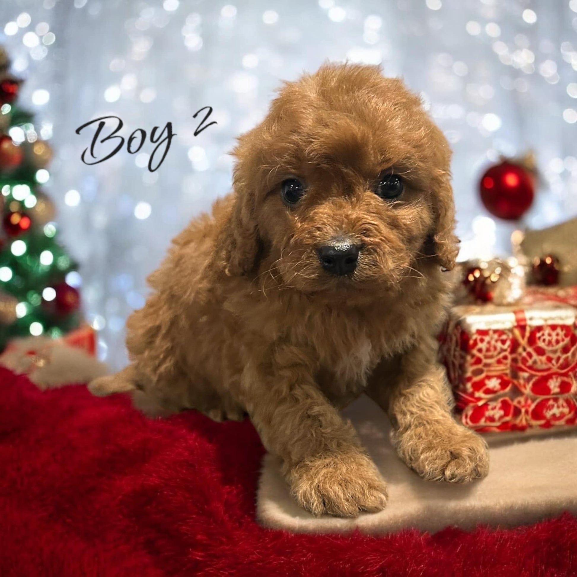 Red Cavapoo Puppies for Sale – Adorable Playful Boy

