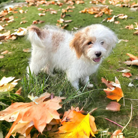 white and brown cavapoo puppy breeder
