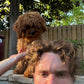 Gertie (Cavapoo)