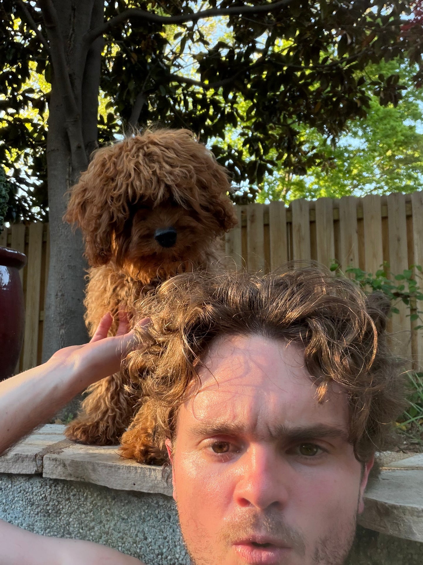 Gertie (Cavapoo)