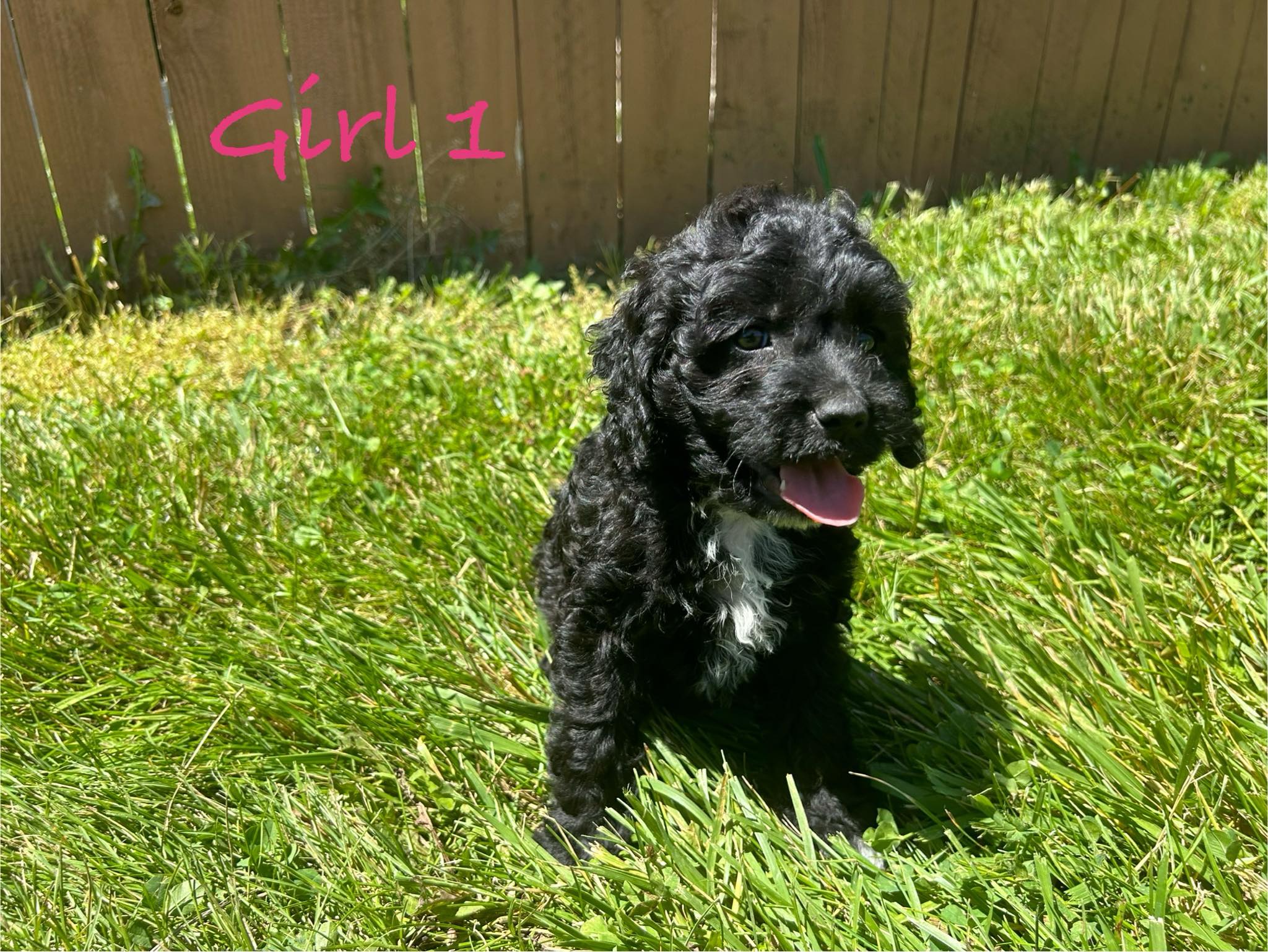 Sweet Girl Cockapoo For Sale! – Weaver Family Farms Puppies