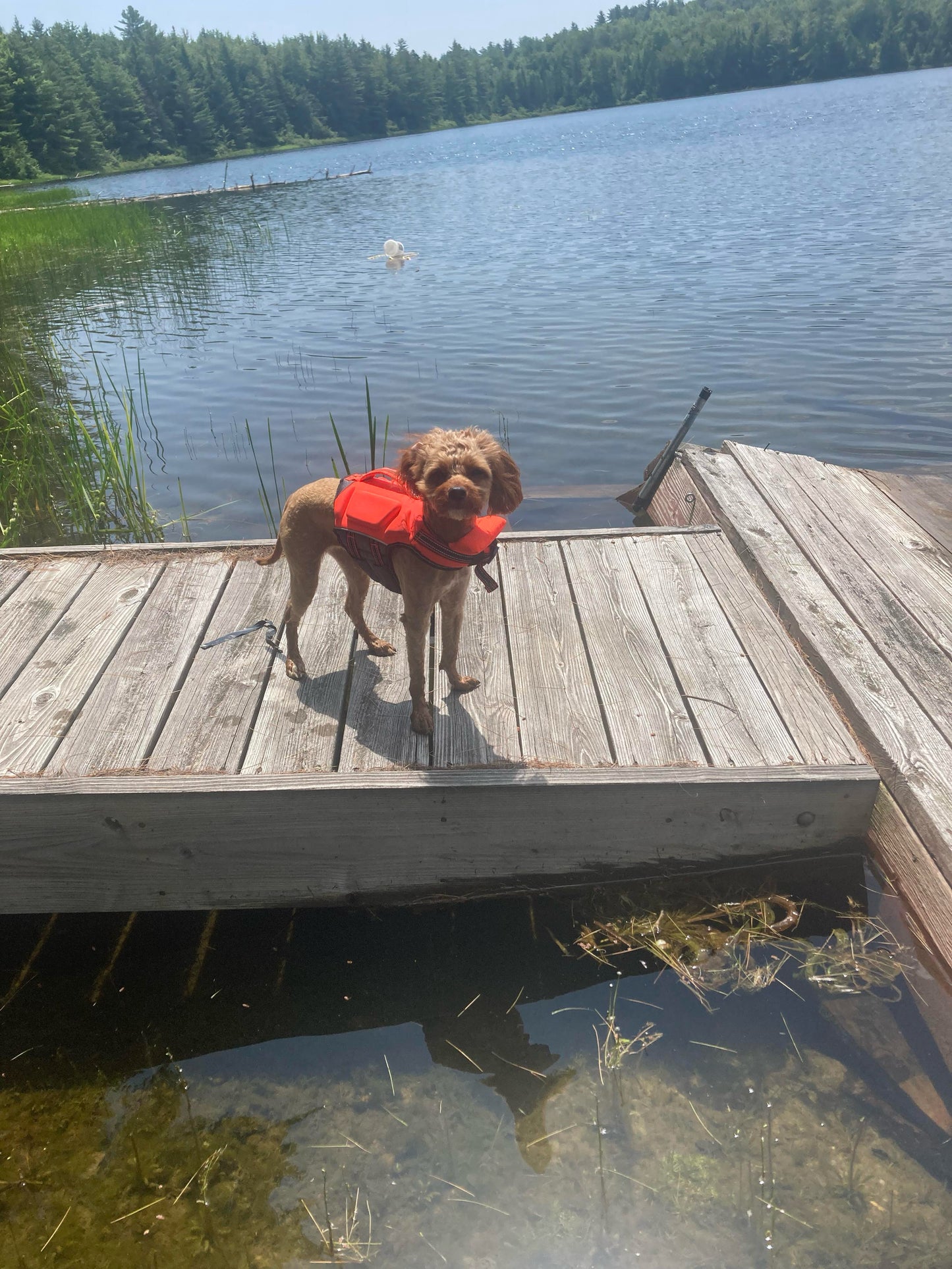 “Xena” (Cavapoo) In Her New Home In Connecticut