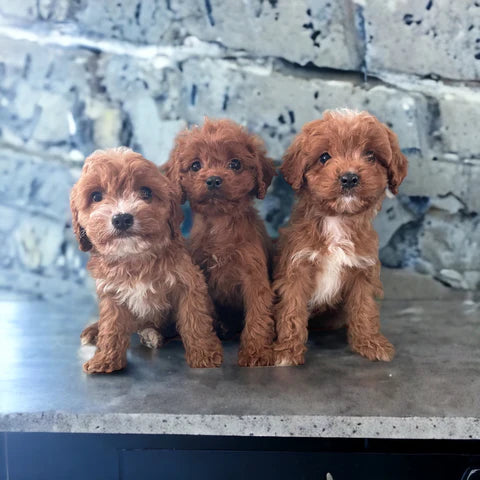 Check Out These Cute Red Cavapoos! red cavapoo breeder