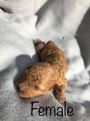 Maltipoo Puppies Litter 2019 (Pictures Of 1 Week Old Puppies)