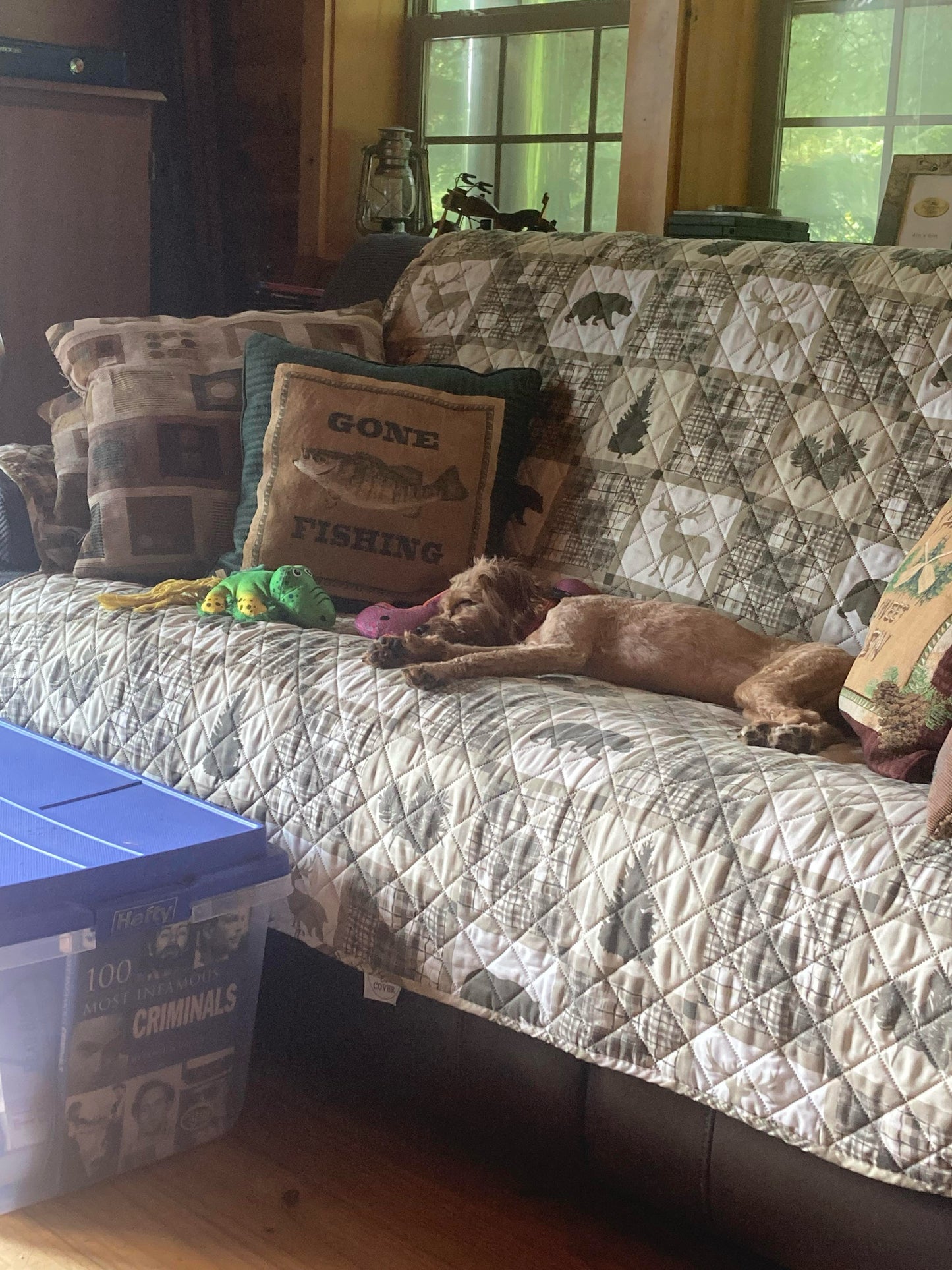 “Xena” (Cavapoo) In Her New Home In Connecticut