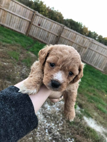 Maltipoo Puppies Litter 2019 (Pictures Of 1 Week Old Puppies)