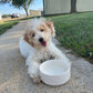 Sweet Maltipoo Girl In New Home!