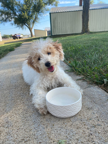 Sweet Maltipoo Girl In New Home!