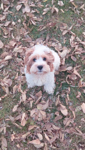 “Mango” The Cockapoo Now In Nebraska!