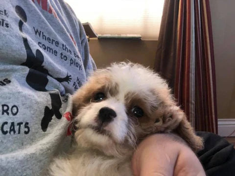 Cavapoo puppy on my lap after getting a bath and being blow dried!