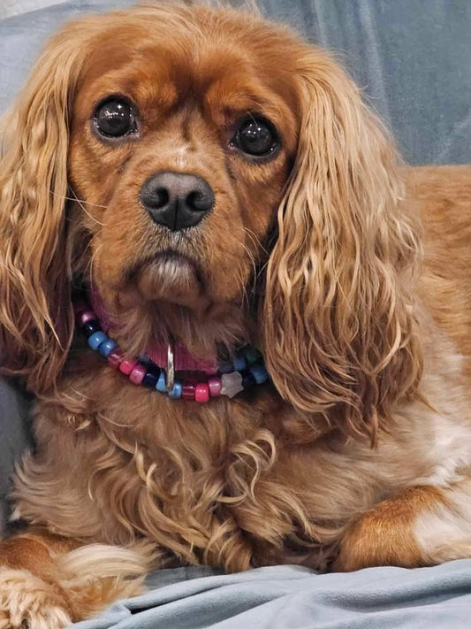 cavalier princess peaches at 4 years old