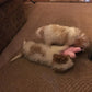 cavapoo sisters playing