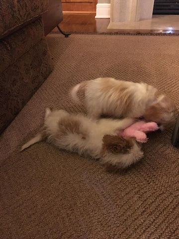 cavapoo sisters playing