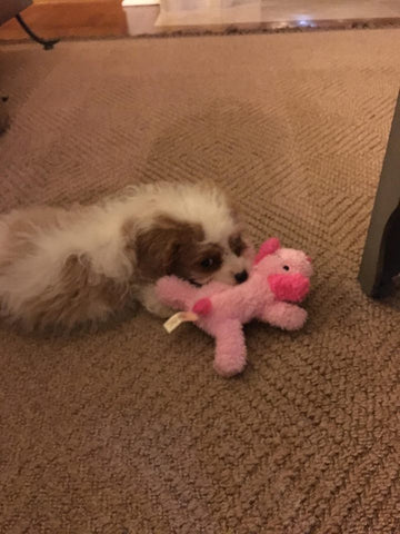 cute cavapoo siblings