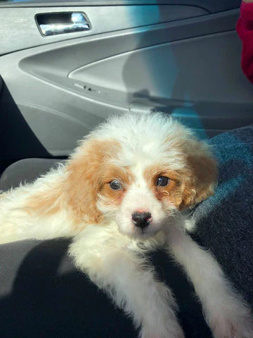 brown and white cavapoo puppy