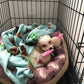 Happy white Maltipoo puppy playing with toys
