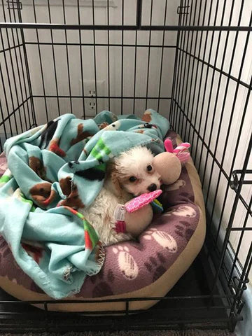 Happy white Maltipoo puppy playing with toys
