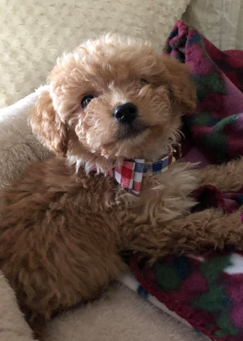 Little Maltipoo “Roscoe” Boy Now In Massachusetts (With Video)