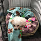 Playful white Maltipoo puppy snuggling in a cozy bed
