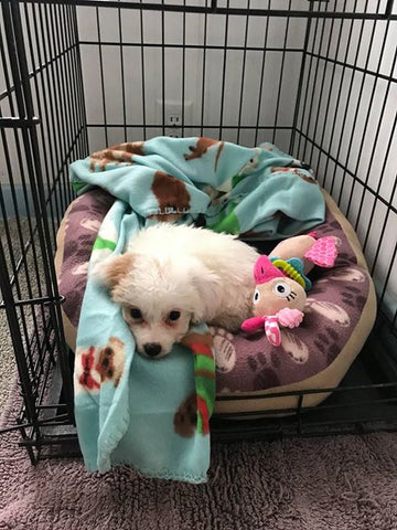 Playful white Maltipoo puppy snuggling in a cozy bed
