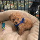 Little Maltipoo “Roscoe” Boy Now In Massachusetts (With Video)