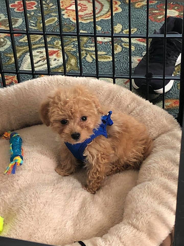 Little Maltipoo “Roscoe” Boy Now In Massachusetts (With Video)