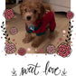 "Rawlings" The Maltipoo Went To His New Home In Nebraska!