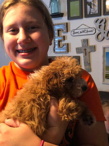 "Rawlings" The Maltipoo Went To His New Home In Nebraska!