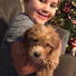 "Rawlings" The Maltipoo Went To His New Home In Nebraska!