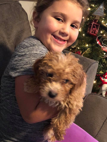 "Rawlings" The Maltipoo Went To His New Home In Nebraska!