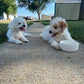 Sweet Maltipoo Girl In New Home!