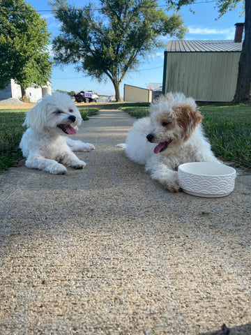 Sweet Maltipoo Girl In New Home!