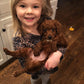 Little Red Toy Poodle In His New Home In Kansas! “Banks”