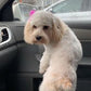 This Cockapoo Girl Is Now In Massachusetts!