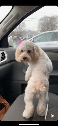 This Cockapoo Girl Is Now In Massachusetts!