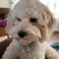 Close-up of a Cockapoo’s curly coat and big eyes
