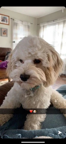 Close-up of a Cockapoo’s curly coat and big eyes
