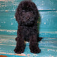 Cockapoo Litter From Dori 2022