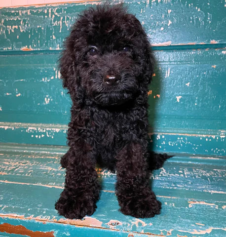 Cockapoo Litter From Dori 2022