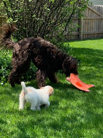 Healthy Cavapoo puppy available for adoption