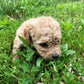 Maltipoo Litter Pictures From Izzie & Ollie May 2019